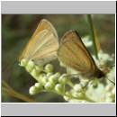 Hesperiidae sp - Dickkopffalter 01a.jpg